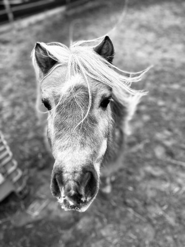 Losse sessie – ontdek wat paardencoaching voor jou kan betekenen
