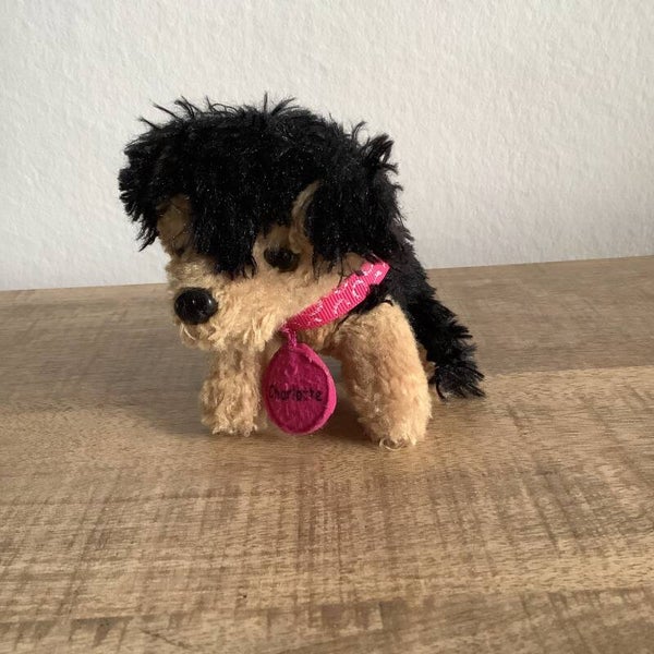 ZD trading hond Charlotte