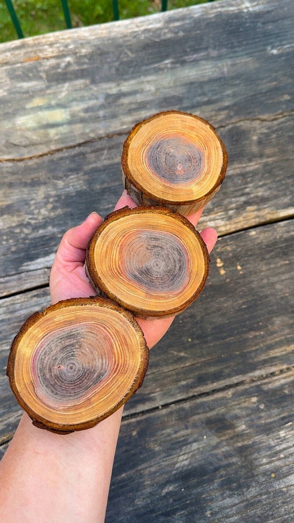 Sequoia boom schijf