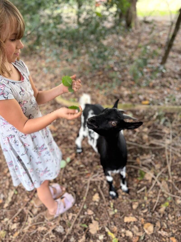 Donatie voor de dieren