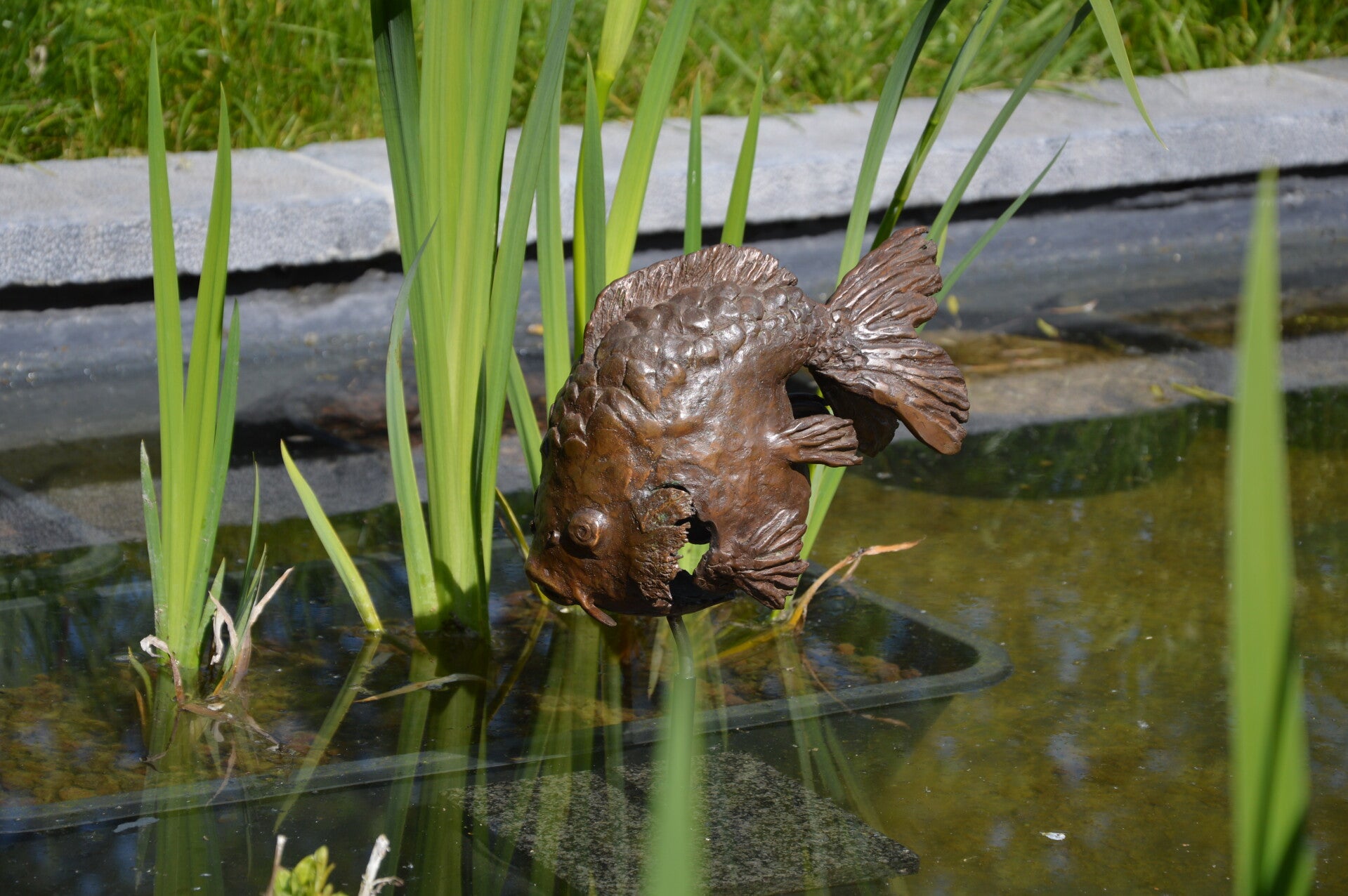 karper-in-het-water-standard.jpg