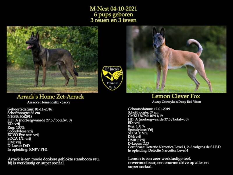 honden3-1-1024x768-standard-injxd2.jpg