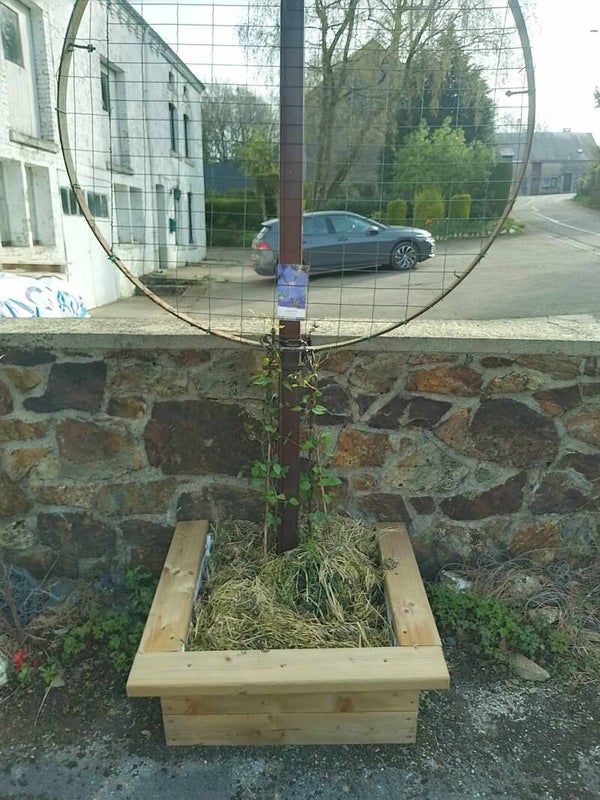 Arbre de fer