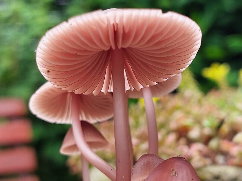Bea heeft deze zomaar gemaakt in haar achtertuin. Bea is de gastvrouw van Fotosoos Terwijde.