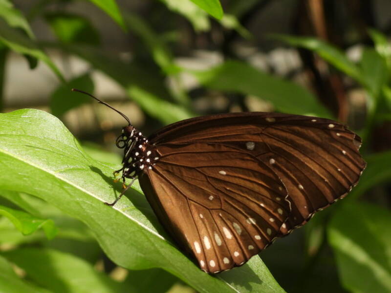 Macro fotografie is geweldig mooi. Fotosoos Terwijde komt graag in de botanische tuin in Utrecht.
