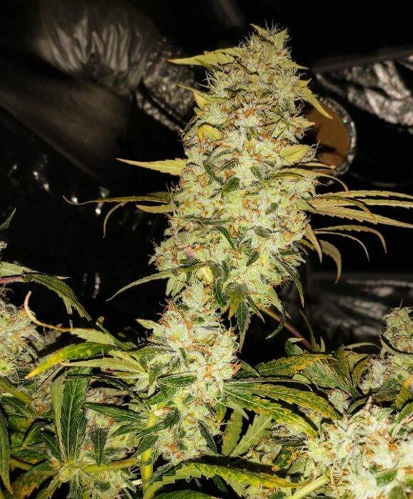 Strawberry Cane    Holy Smoke Seeds
