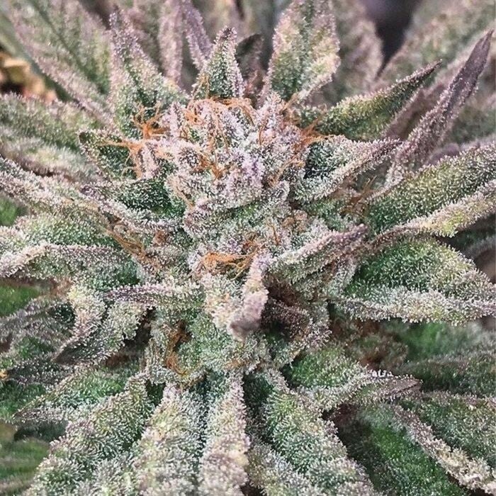 Crypto     Mosca Seeds