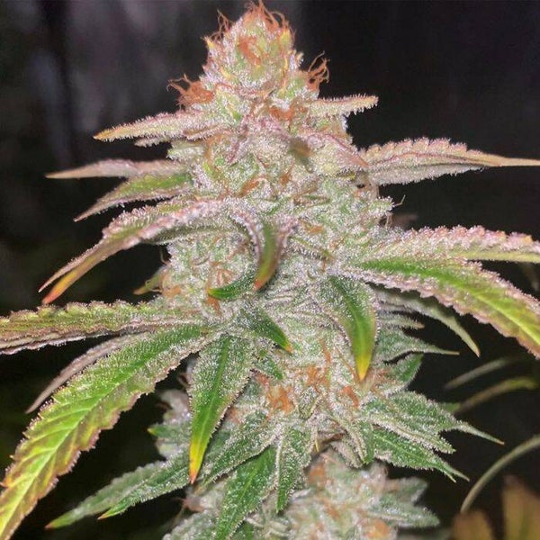 Cake Bomb   Prolific Coast Seeds