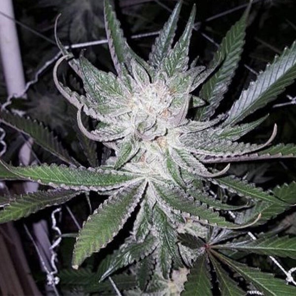 Dubble Grape de Cannarado Genetics
