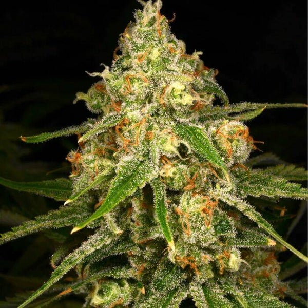 Ginger Tea de Archive Seedbank
