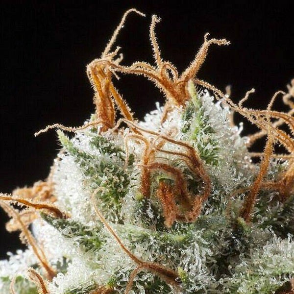 Grizzly Kush de Elemental Seeds
