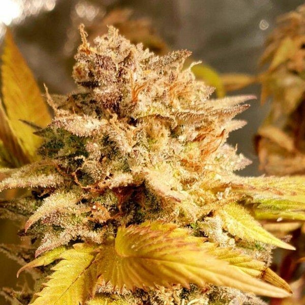 Fizzy Peach Female   Holy Smoke Seeds