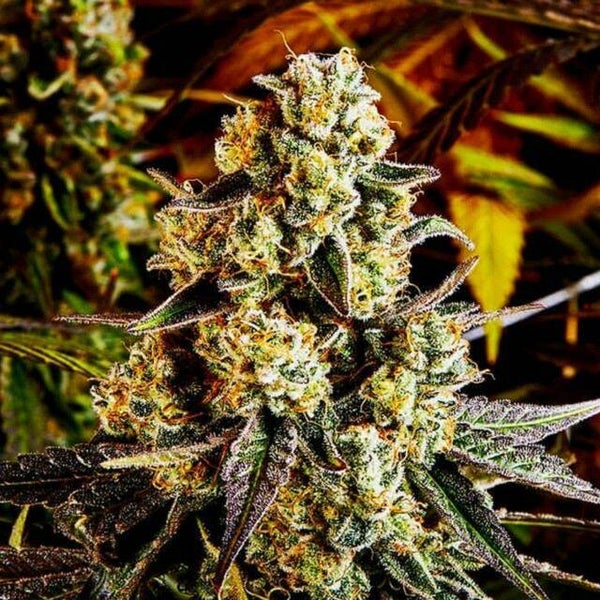 Cherry Louis    Masonrie