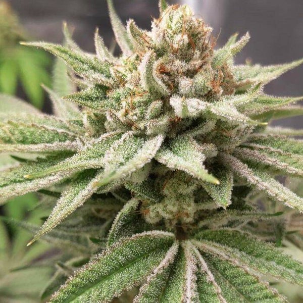 Meow  Prolific Coast Seeds