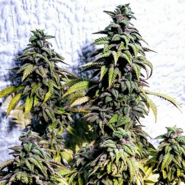 OG Upsetter    Holy Smoke Seeds