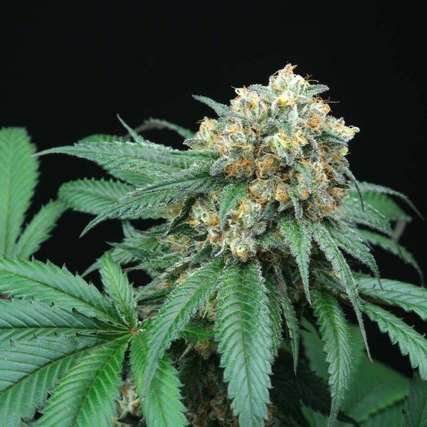 Peach Lassi    Perfect Tree Seeds