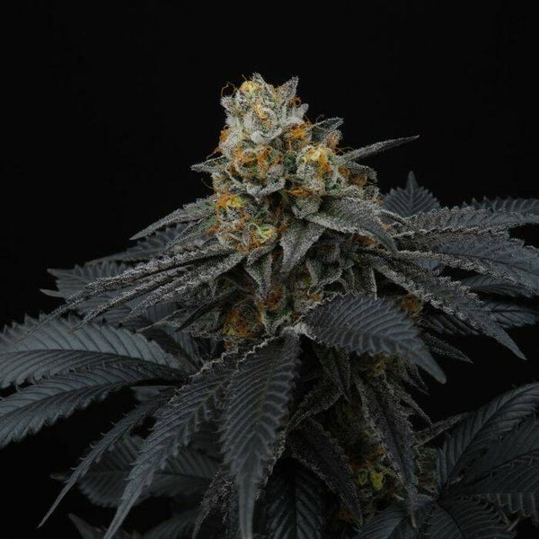 Pink Gasoline   Perfect Tree