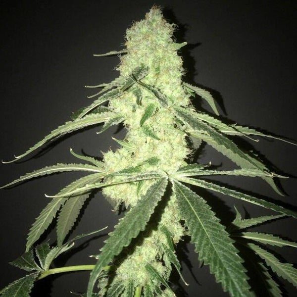 Her Majesty's Kush    Pot Valley Seeds
