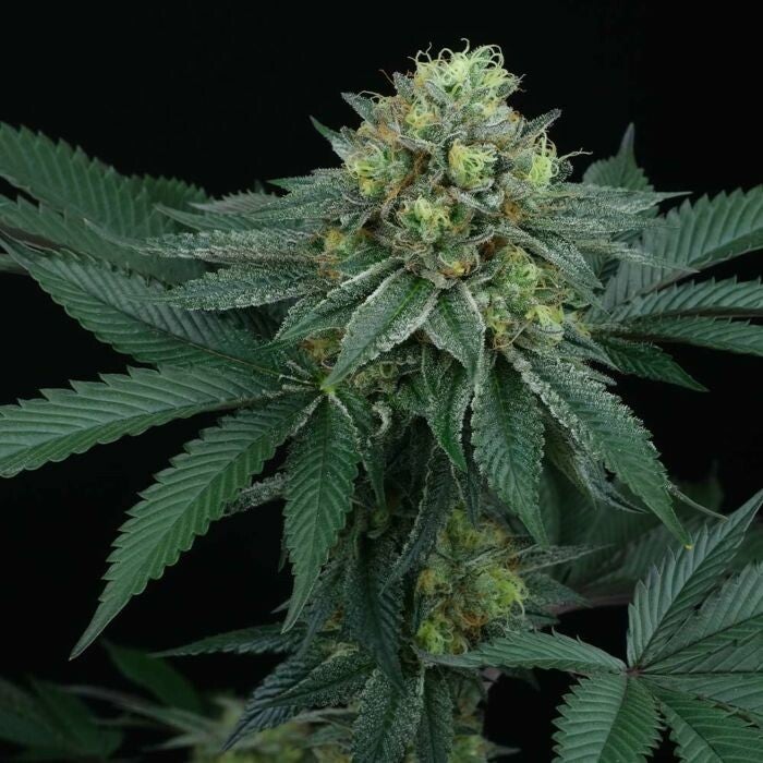 ZaiZai     Perfect Tree Seeds