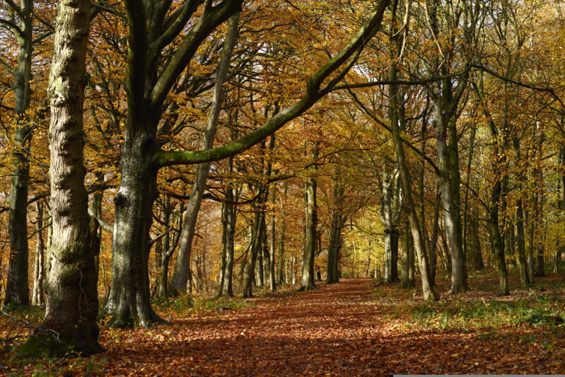Croft beeches 1