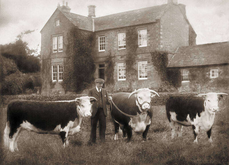 Edwardian Herefords