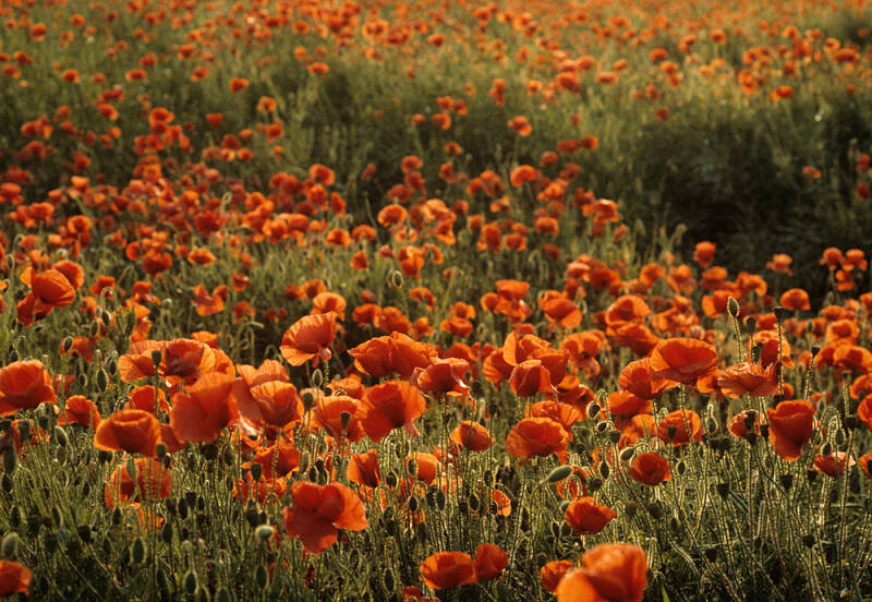 Field poppies 1