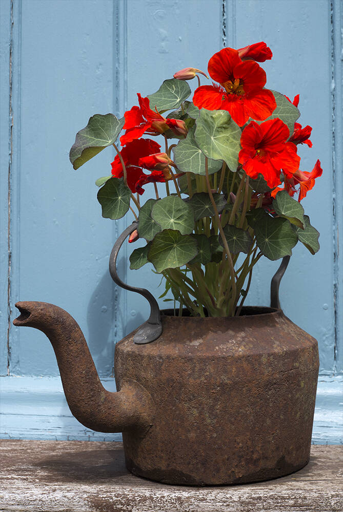 Kettle of nasturtiums