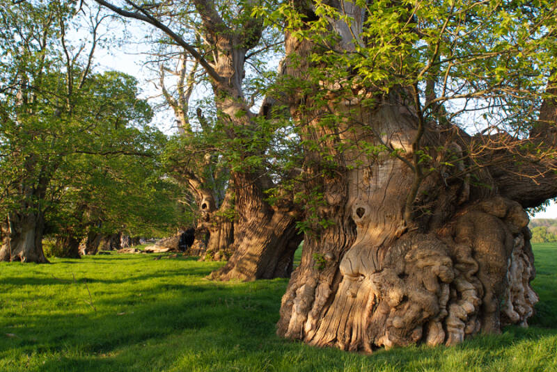 Llanvihangel sweet chestnuts