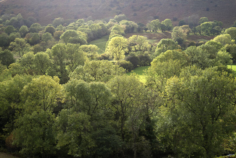 Olchon Valley ash trees