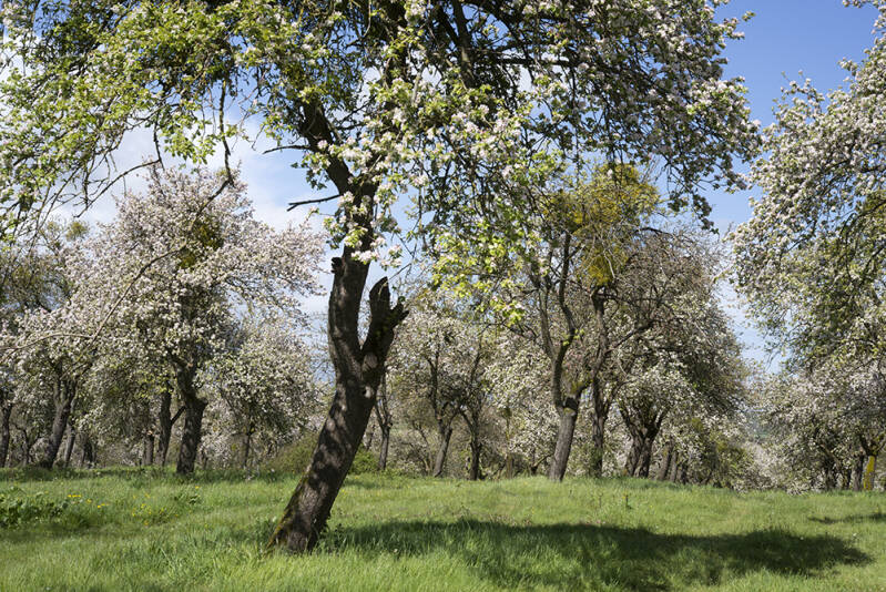 Cider orchard in blossom