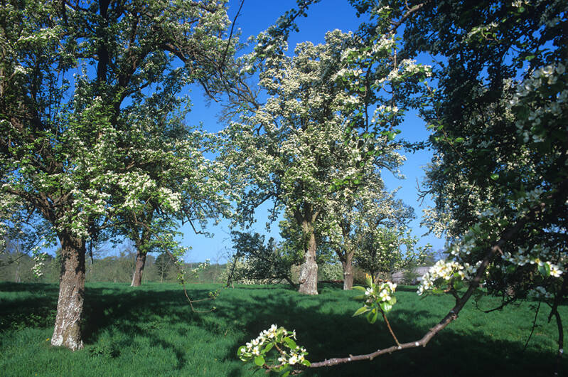 Perry pear orchard