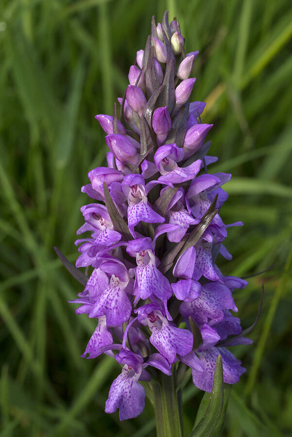 Southern marsh orchid Bromyard Downs