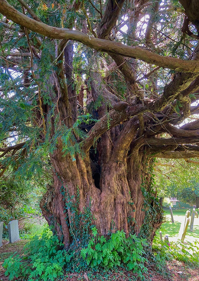 Ancient yew, St Mary the Virgin, Burghill