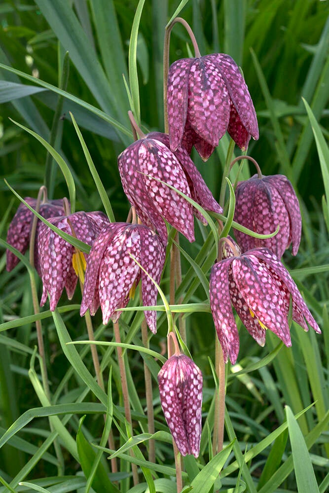 Snake's Head Fritillaries