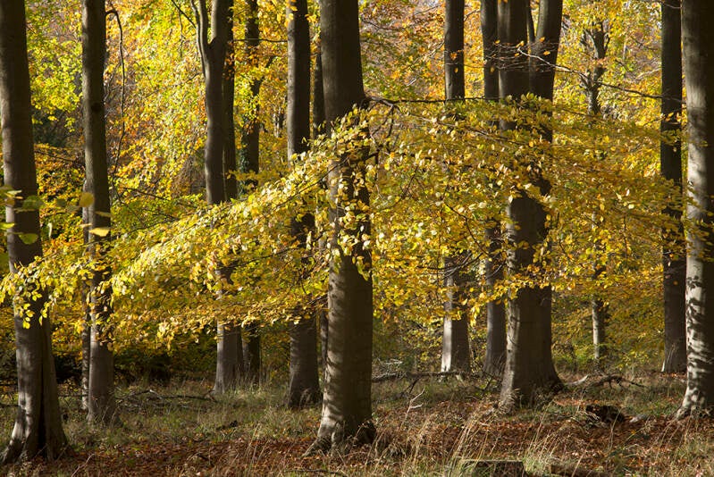Autumnal beeches in Haugh Woods