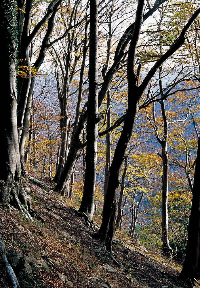 Little Doward autumnal beeches