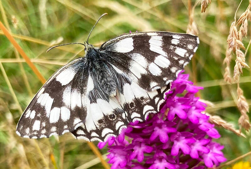 Marbled white