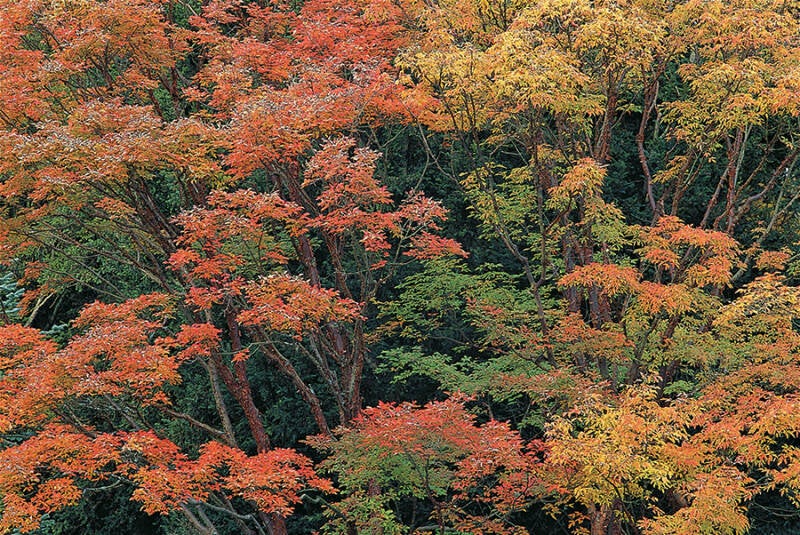 Chinese paperbark maple