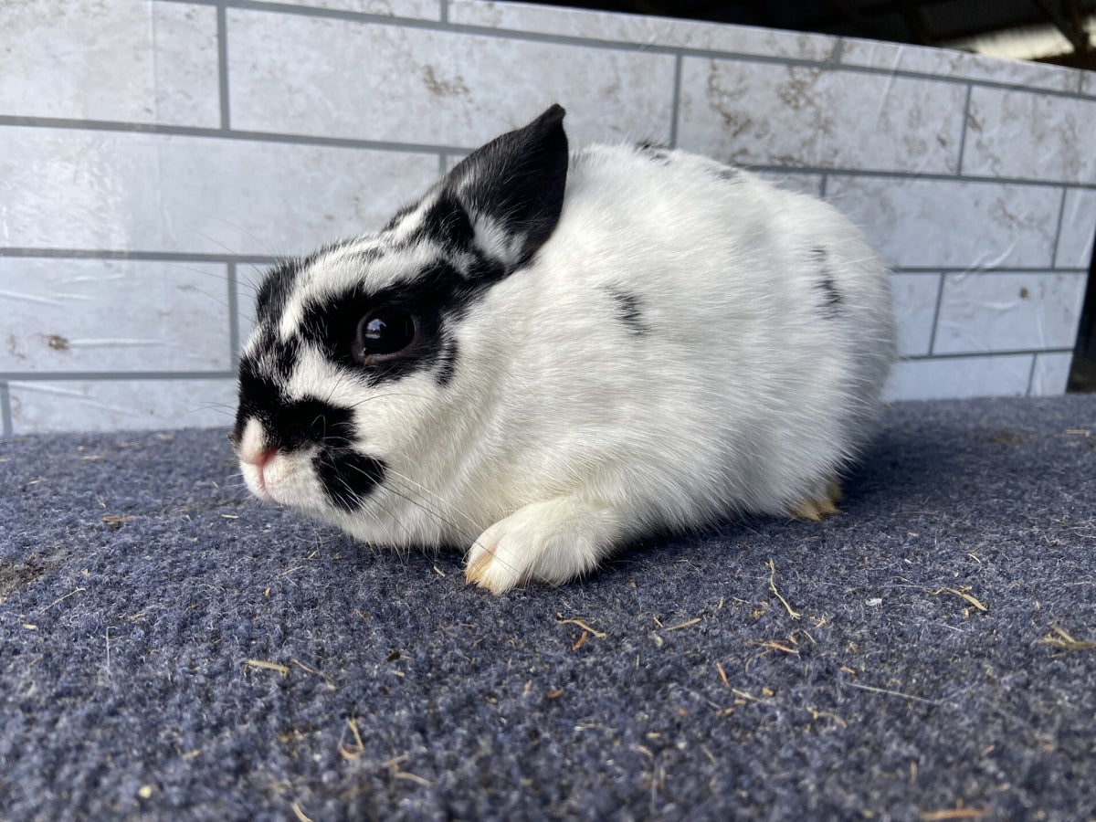 The Rabbitry | TLR Homestead