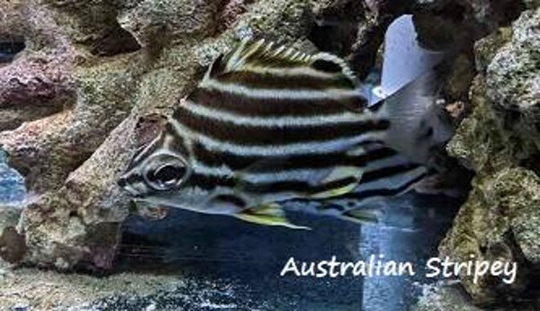 Australian Stripey Magnet
