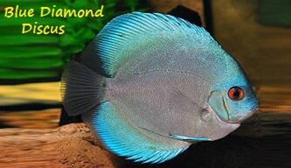 Blue Diamond Discus Magnet