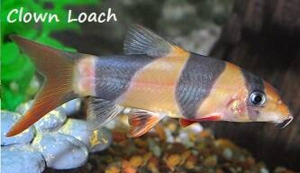 Clown Loach Magnet