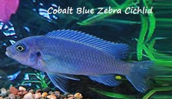 Cobalt Blue Zebra Cichlid Magnet