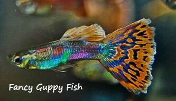 Fancy Guppy Fish Magnet