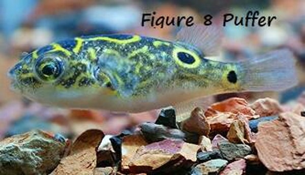 Figure 8 Puffer Magnet