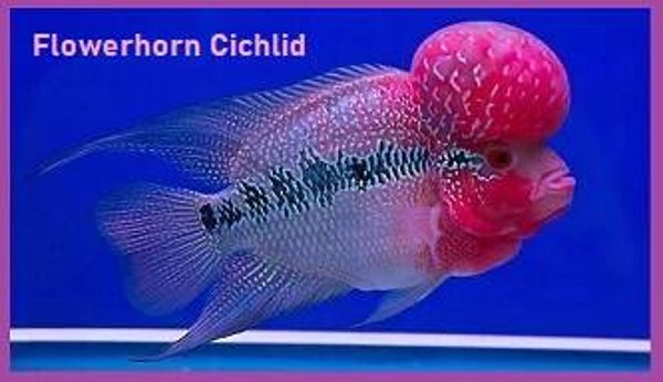 Flowerhorn Cichlid Magnet