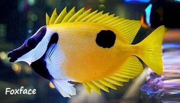 Foxface Magnet