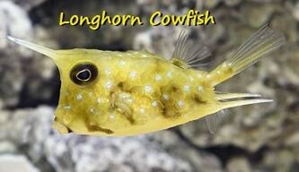 Longhorn Cowfish Magnet #1