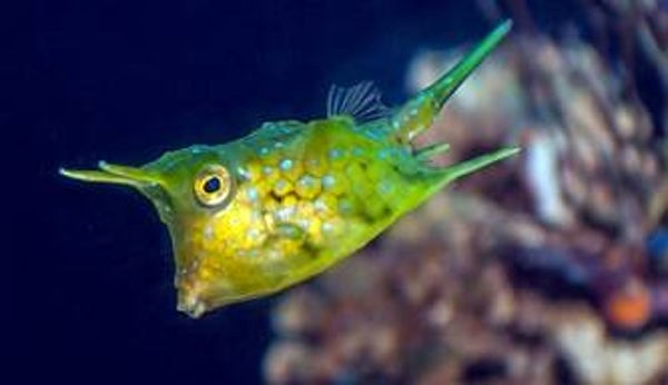 Longhorn Cowfish Magnet #2