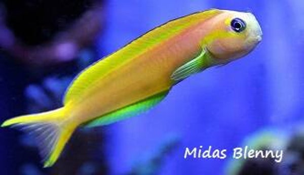 Midas Blenny Magnet